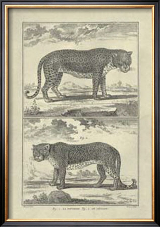 Panther And Leopard by Denis Diderot Pricing Limited Edition Print image