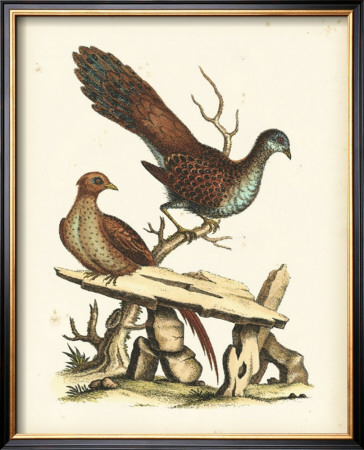 Regal Pheasants I by George Edwards Pricing Limited Edition Print image