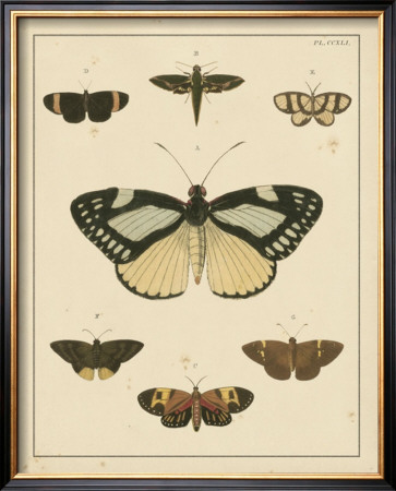 Heirloom Butterflies Ii by Pieter Cramer Pricing Limited Edition Print image