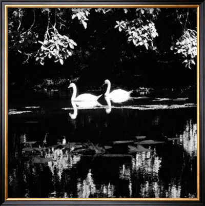 Swans by Michael Joseph Pricing Limited Edition Print image
