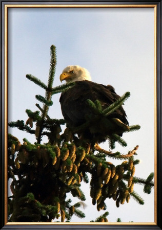 Bald Eagle In Pine by Charles Glover Pricing Limited Edition Print image