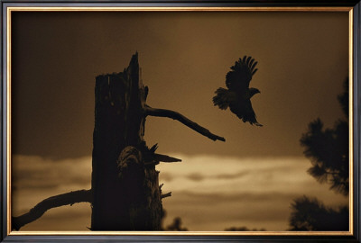 Eagle Flight by Jim Tunell Pricing Limited Edition Print image