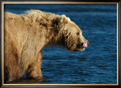 Kodiak Bear Lick by Charles Glover Pricing Limited Edition Print image