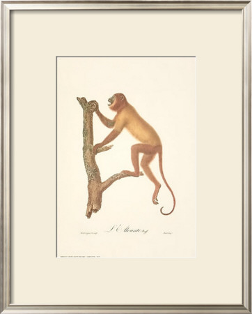 Monkeys: L'alouate by Jean-Baptiste Audebert Pricing Limited Edition Print image