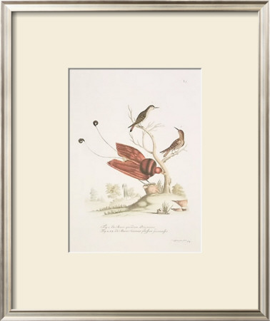 Finches by George Wolfgang Knorr Pricing Limited Edition Print image