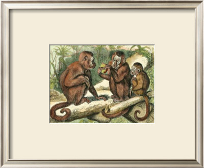 Family Of Monkeys I by Friedrich Specht Pricing Limited Edition Print image