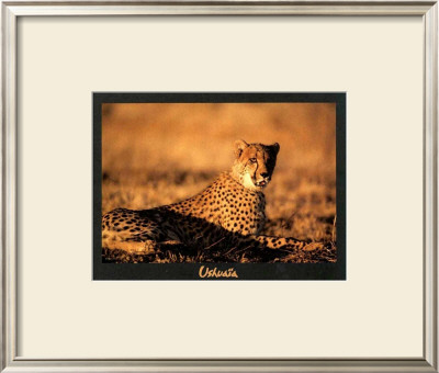 Guepard by Georges Bosio Pricing Limited Edition Print image