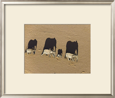 Elephants In Damaraland District, Namibia by Michael Poliza Pricing Limited Edition Print image