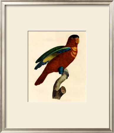 Barraband Parrot No. 95 by Jacques Barraband Pricing Limited Edition Print image