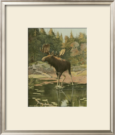 Moose by Oliver Kemp Pricing Limited Edition Print image