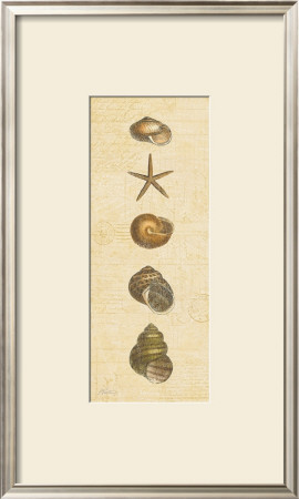 Coastal Shells Ii by Katie Pertiet Pricing Limited Edition Print image