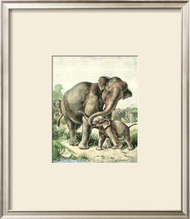 Asiatic Elephant by Friedrich Specht Pricing Limited Edition Print image