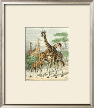 Giraffe by Friedrich Specht Pricing Limited Edition Print image