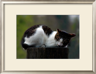 Cat Nap by Stephen Lebovits Pricing Limited Edition Print image