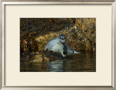 Seal Surprise by Charles Glover Pricing Limited Edition Print image