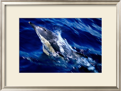 Jumping Dolphin by Charles Glover Pricing Limited Edition Print image