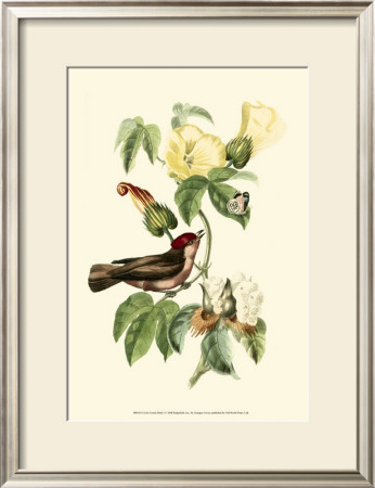 Exotic Birds I by Georges Cuvier Pricing Limited Edition Print image