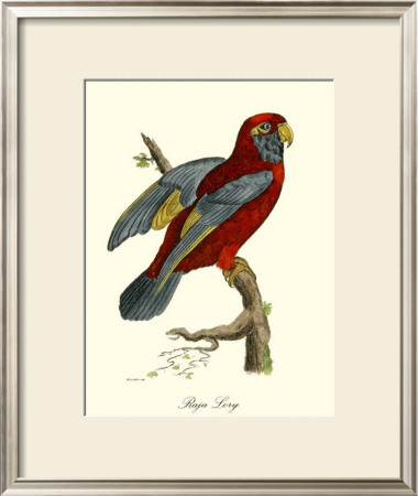 Raja Lory by George Edwards Pricing Limited Edition Print image