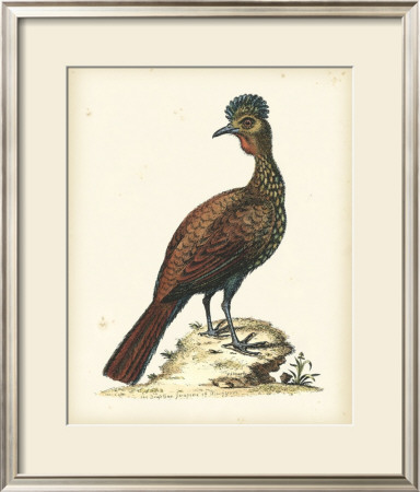 Regal Pheasants V by George Edwards Pricing Limited Edition Print image
