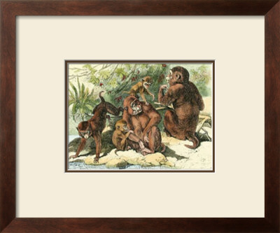 Family Of Monkeys Ii by Friedrich Specht Pricing Limited Edition Print image
