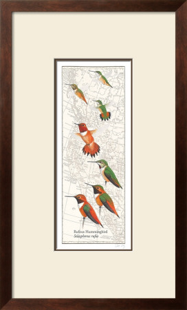 Rufous Hummingbird by David Sibley Pricing Limited Edition Print image