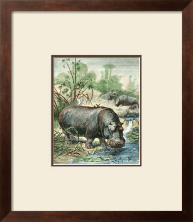 Hippopotamus by Friedrich Specht Pricing Limited Edition Print image
