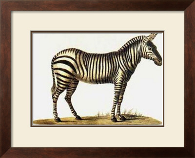 Zebra by Karl Brodtmann Pricing Limited Edition Print image