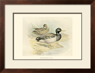 Mallard by F.W. Frohawk Pricing Limited Edition Print image