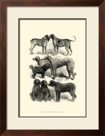 International Show Dogs I, C.1863 by Harrison Weir Pricing Limited Edition Print image