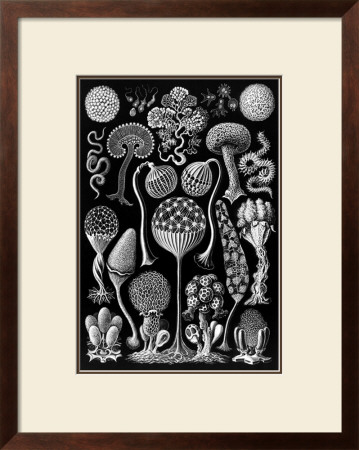 Colonial Jellyfish, Tablet 93, C.1899-1904 by Ernst Haeckel Pricing Limited Edition Print image