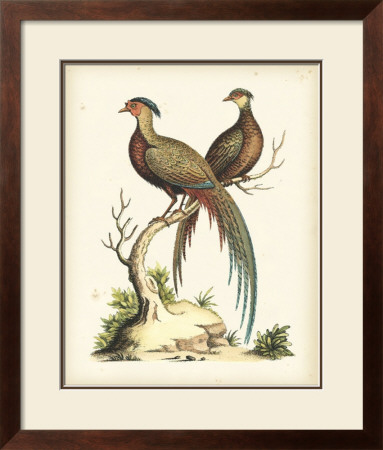 Regal Pheasants Ii by George Edwards Pricing Limited Edition Print image