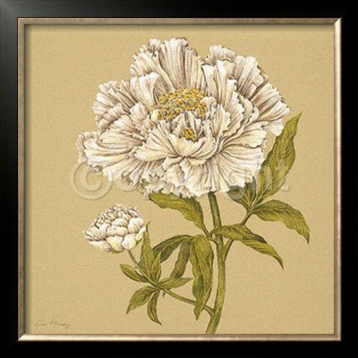 Garden Peony by Lynne Misiewicz Pricing Limited Edition Print image