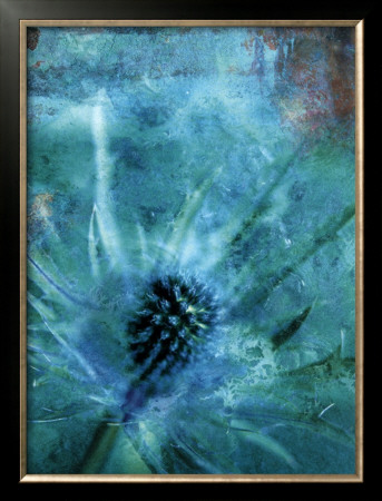 Blue Thistle by Ian Winstanley Pricing Limited Edition Print image