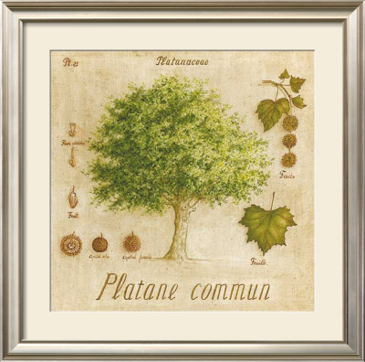 Platane Commun by Vincent Perriol Pricing Limited Edition Print image