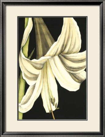 Graphic Lily Iv by Jennifer Goldberger Pricing Limited Edition Print image