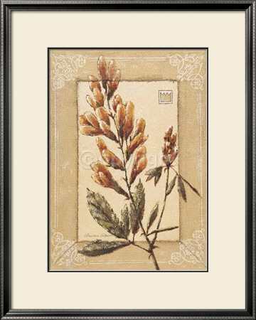 Medicago by Vivien White Pricing Limited Edition Print image