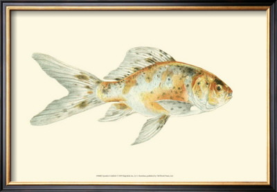 Speckled Goldfish by S. Matsubara Pricing Limited Edition Print image
