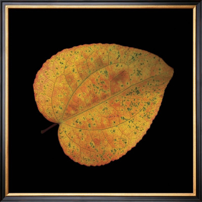 Katsura Leaf On Black by June Hunter Pricing Limited Edition Print image