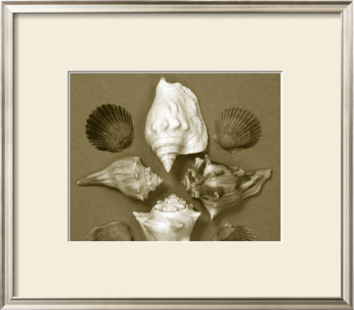 Shell Collector Series Iii by Renee Stramel Pricing Limited Edition Print image