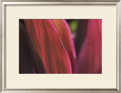 Pretty Sublime by Susann & Frank Parker Pricing Limited Edition Print image