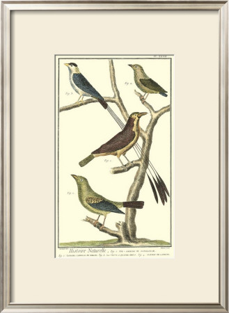 Bird Family I by Martinet Pricing Limited Edition Print image