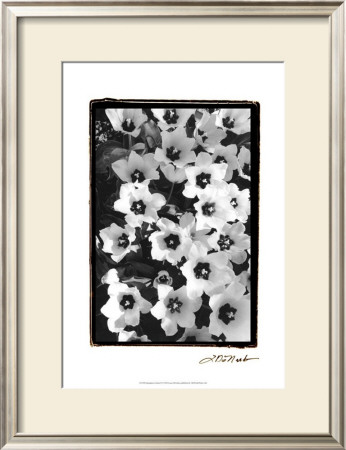 Springtime Garden Ii by Laura Denardo Pricing Limited Edition Print image