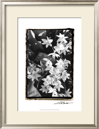 Springtime Garden Vii by Laura Denardo Pricing Limited Edition Print image