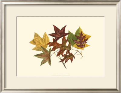 Tulip Tree, Gum And Scarlet Oak by Denton Pricing Limited Edition Print image