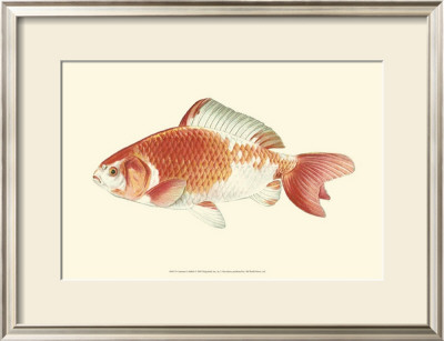 Common Goldfish by S. Matsubara Pricing Limited Edition Print image