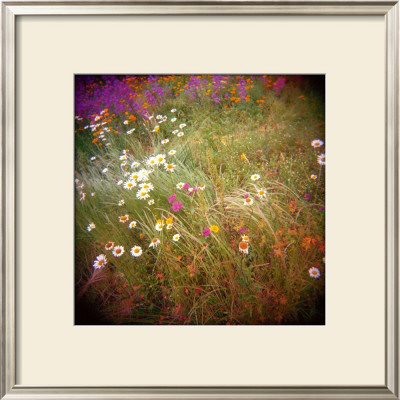 Daisy Field by Rebecca Tolk Pricing Limited Edition Print image