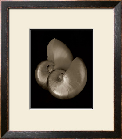 Nautilus Iii by Bruce Rae Pricing Limited Edition Print image