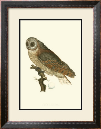 Owls Iv by Nozeman Pricing Limited Edition Print image