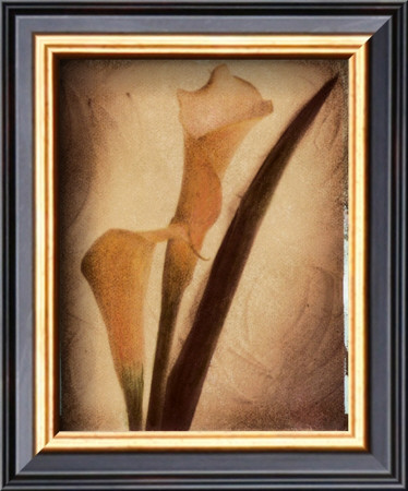 Calla Lily Study Ii by Charlene Winter Olson Pricing Limited Edition Print image