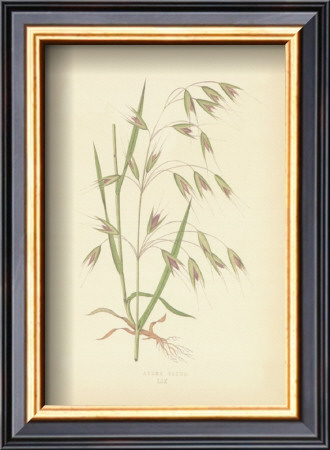 Grasses by Edward Lowe Pricing Limited Edition Print image